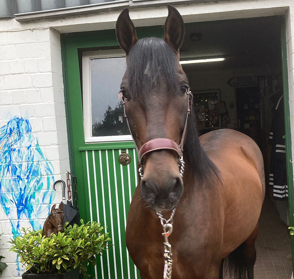 Andalusian good riding horse for adults and children