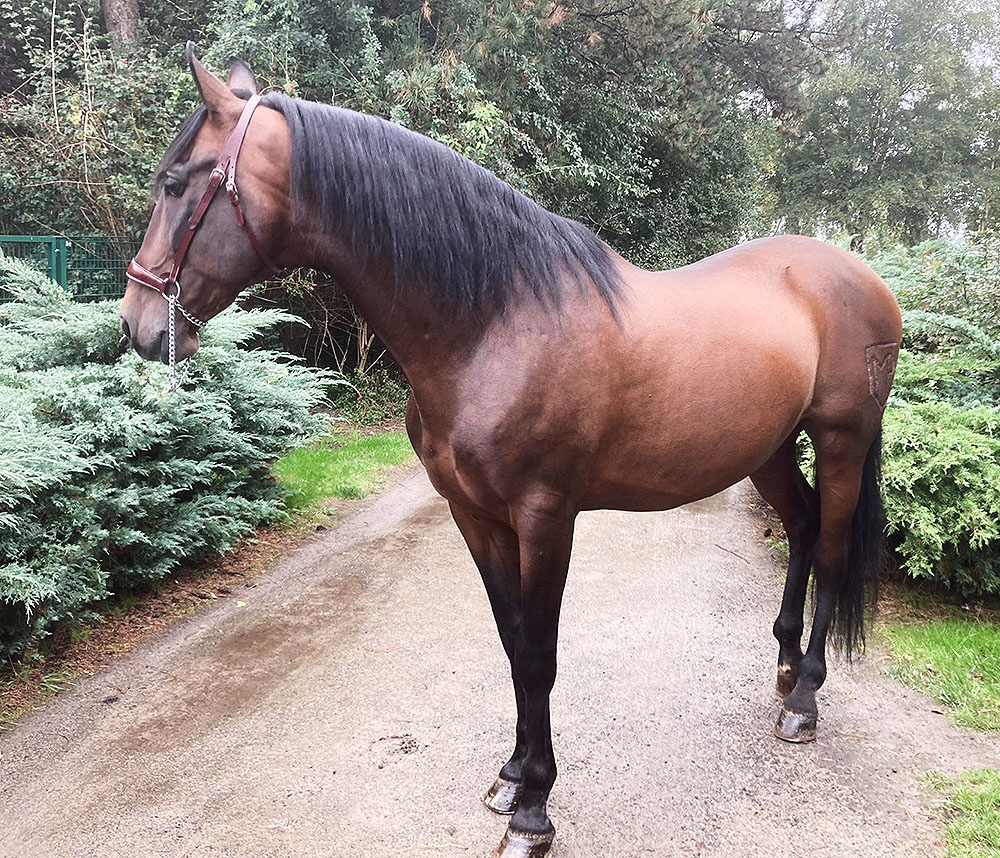 Andalusian good riding horse for adults and children