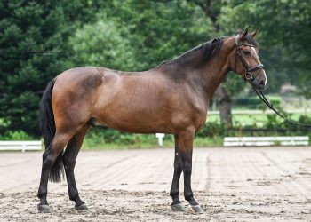 PRE Gelding 8 years for dressage and leisure for sale