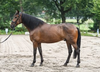 PRE Gelding 8 years for dressage and leisure for sale