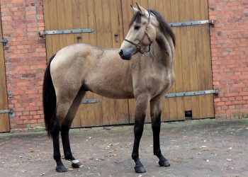 Andalusier Buckskin bildschöner 3 jähriger Wallach
