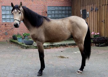Andalusier Buckskin bildschöner 3 jähriger Wallach