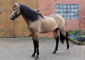 Andalusier Buckskin bildschöner 3 jähriger Wallach