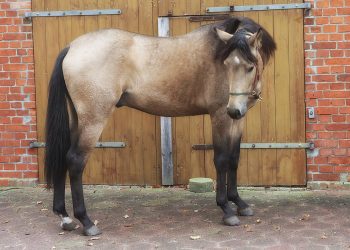 Andalusier Buckskin bildschöner 3 jähriger Wallach
