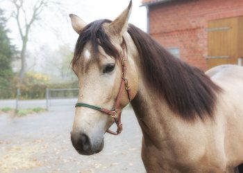 Andalusier Buckskin bildschöner 3 jähriger Wallach