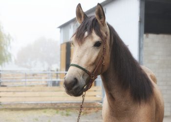 Andalusier Buckskin bildschöner 3 jähriger Wallach