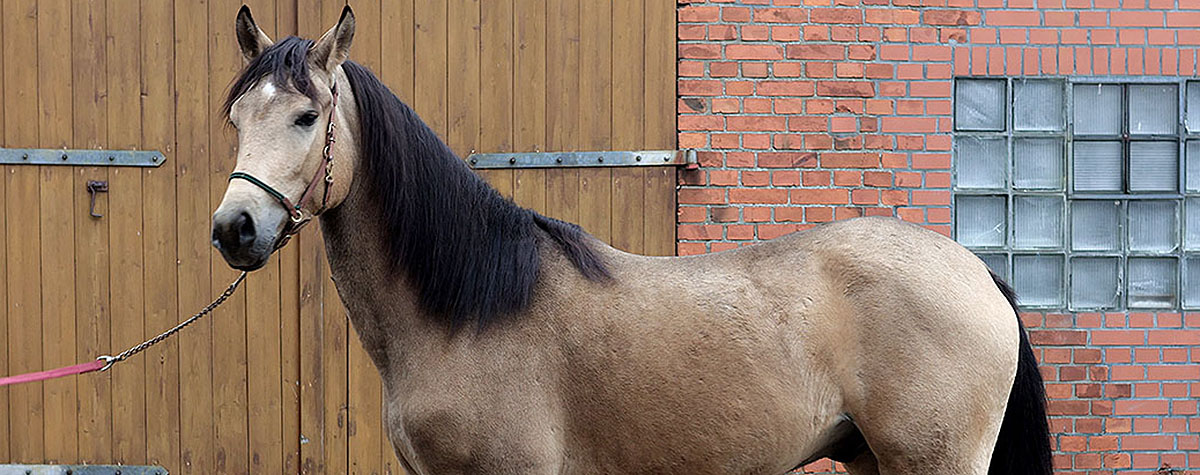 Andalusier Buckskin bildschöner 3 jähriger Wallach