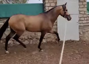 Andalusier Buckskin bildschöner 3 jähriger Wallach