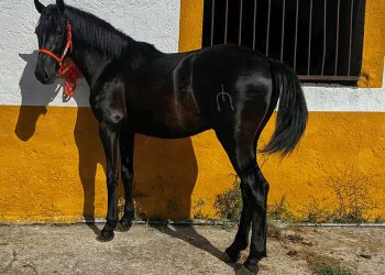 3 year old PRE stallion from a reputable breeding program