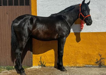 3 year old PRE stallion from a reputable breeding program
