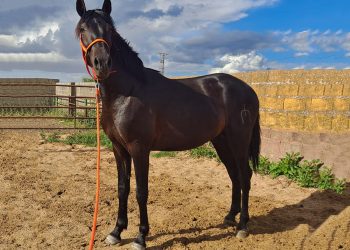 3 year old PRE stallion from a reputable breeding program