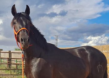 3 year old PRE stallion from a reputable breeding program