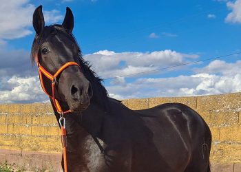 3 year old PRE stallion from a reputable breeding program