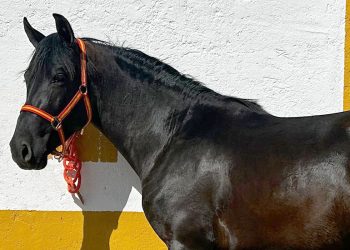 3 year old PRE stallion from a reputable breeding program