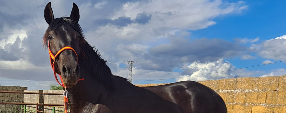 3 year old PRE stallion from a reputable breeding program