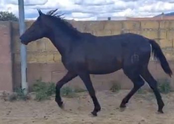 3 year old PRE stallion from a reputable breeding program