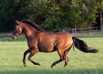PRE Wallach – liebenswerter Allrounder mit besonderem Charme
