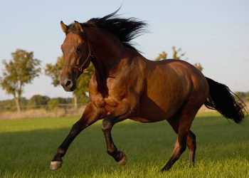 PRE Wallach – liebenswerter Allrounder mit besonderem Charme