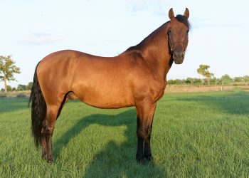 PRE Wallach – liebenswerter Allrounder mit besonderem Charme