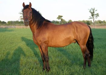 PRE Wallach – liebenswerter Allrounder mit besonderem Charme
