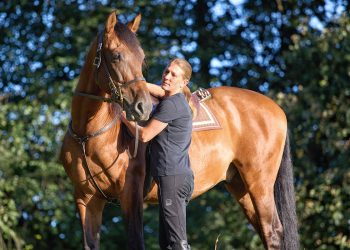 PRE Wallach – liebenswerter Allrounder mit besonderem Charme