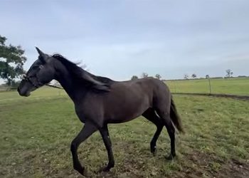 Potra PRE torda oscura de 3 años y 1,59 m de alzada
